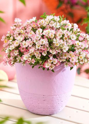 Alpin-Rose