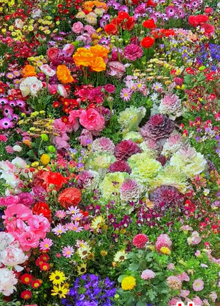 Perennial Flowers Seeds-Over 60 kinds mixed