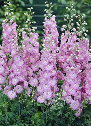 Delphinium Seeds
