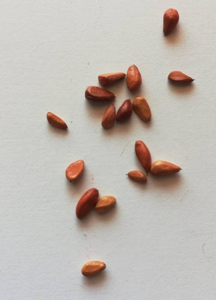 Cascading Roses in Red and White Seeds