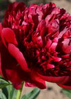 Red / 200 Seeds