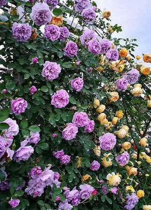 Garden Climbing Rose Flower Seeds
