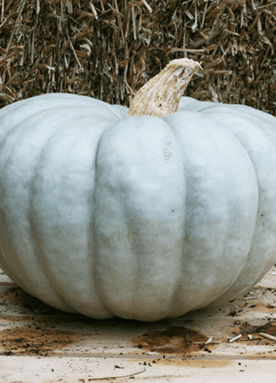 Blue Pumpkin Seeds