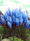 200 Seeds / Blue