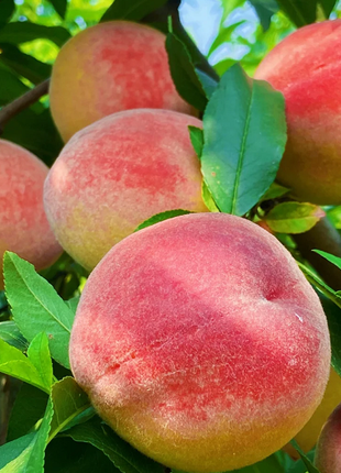 Peach Seeds