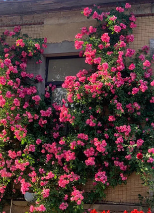 Climbing Rose Seeds