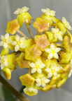 100 Seeds / Yellow