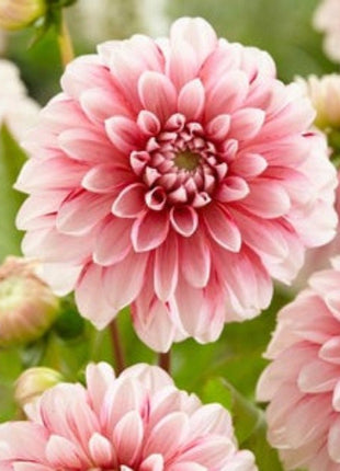 STRAWBERRY CREAM