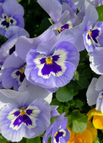 Original edition - Pansy / 100 Seeds