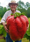 Strawberry / 20 seeds