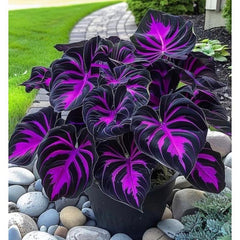 Collection image for: Hosta