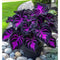 Hosta
