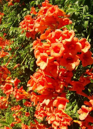 Mixed Climbing Flower Seeds -Over 30 kinds mixed