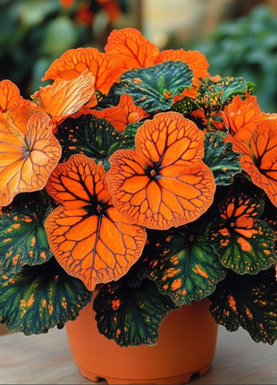 Neon Glow Begonia