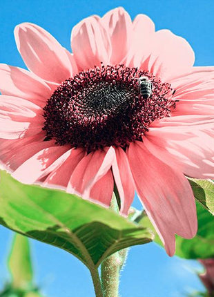 Iris Tectorum Rose Sunflower 50Pcs Pink Sunflower Seeds Pink Sunflower Seeds