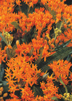 Orange Glory Flower / 50 Seeds