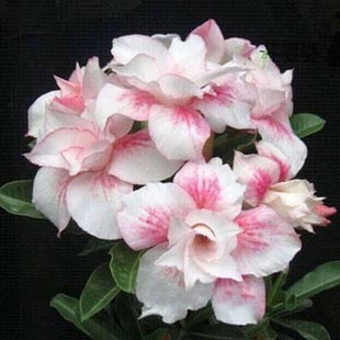 2Pcs Rainbow Desert Rose Seeds