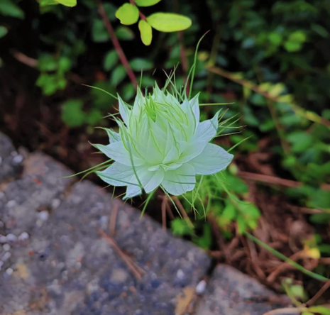 💚Green Nigella