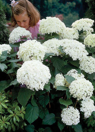 20 pcs/Pack Hydrangea Seed Bonsai Flower Seeds Hydrangea Perennial Garden Home