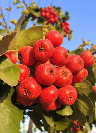Hawthorn Seeds