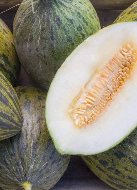 Piel De Sapo Melon