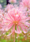 5 Bulbs / Pink