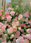 PINK / 100 Seeds (30% OFF)