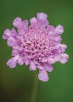 Pink / 100 Seeds