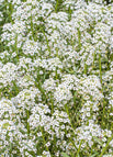 100 Seeds / White