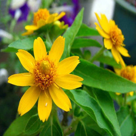 Melampodium paludosum Seeds, Original Package 20pcs Garden bonsai Flower seeds, high temperature resistance