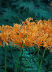 5 Bulbs / Orange