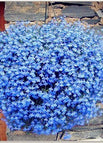 Blue / 100 Seeds
