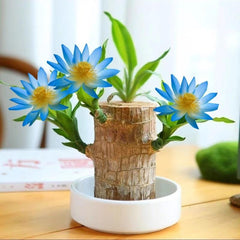 Collection image for: Lucky Brazilian Wood Tree