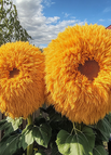 Yellow / 200 PCS