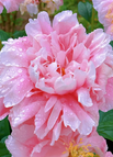 Pink / 🔥200 Seeds(Save 50% Off)