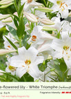 White Triomphe / 3 Bulbs