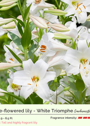 Lily Bulbs
