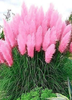 200 Seeds / Pink