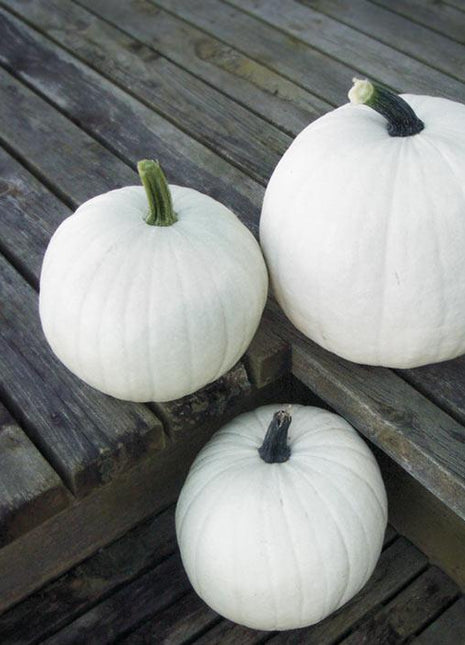 Pumpkin Cotton Candy