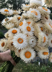 White / 1000 Seeds
