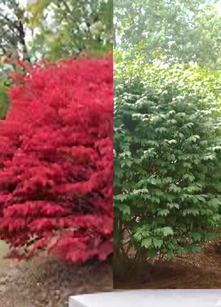 🔥Burning Bush