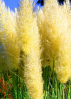 200 Seeds / Yellow
