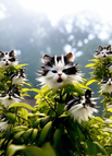 🎁150 Seeds (Best Seller) / 🐱Black & White