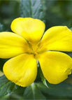 Yellow / 100 Seeds