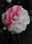 20 Seeds / Pink&White