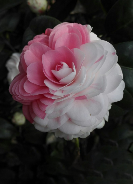 Camellia Flower Seeds