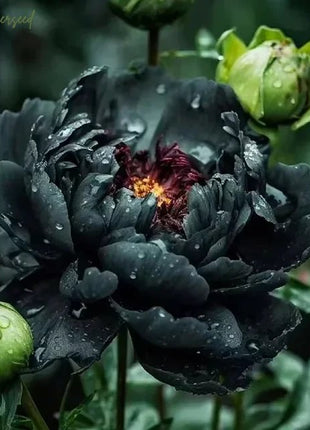 Black Beauty Peony Flower Seeds