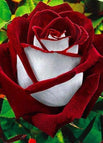 Red White#1 / 100 Seeds（ 🌟 Special Offer: 50% Off! 🌟 ）