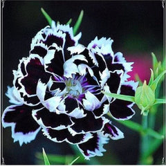 Collection image for: Carnation