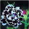 Carnation